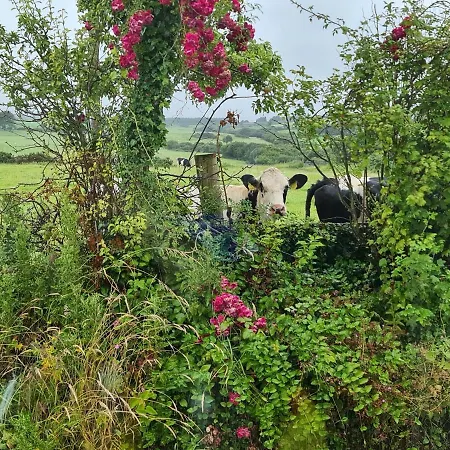 Dom wakacyjny Annie's House With Thermal Health